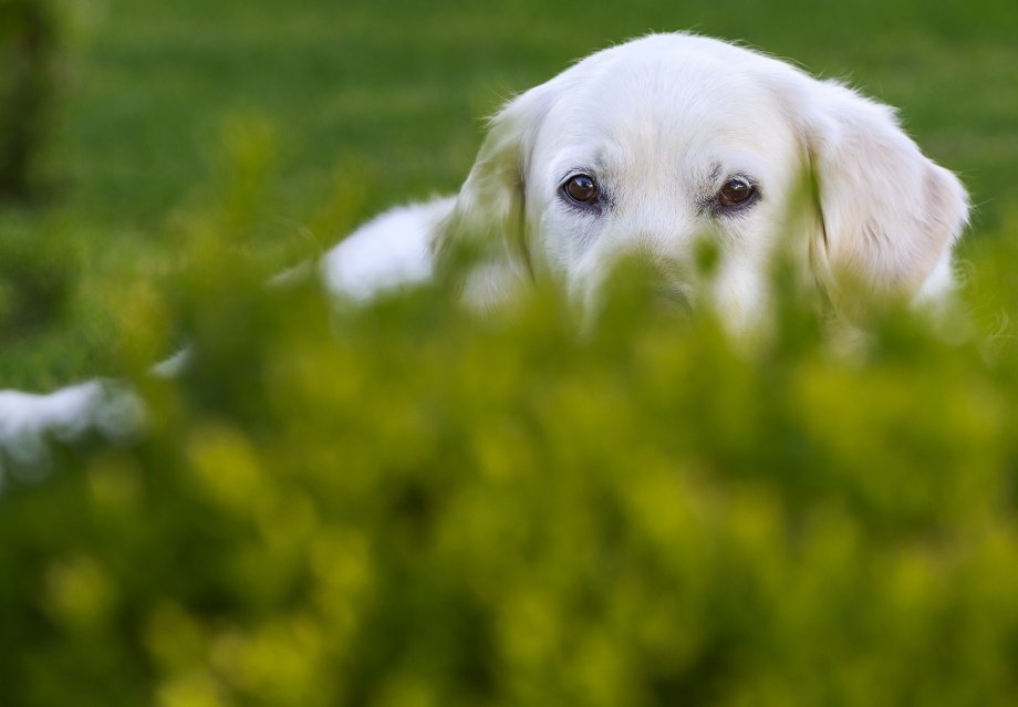 dlaczego pies je trawę 
