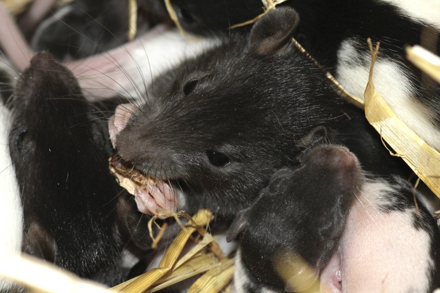 karmienie szczura domowego